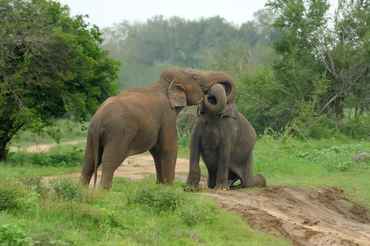 Elephants in National Park of Sri Lanka