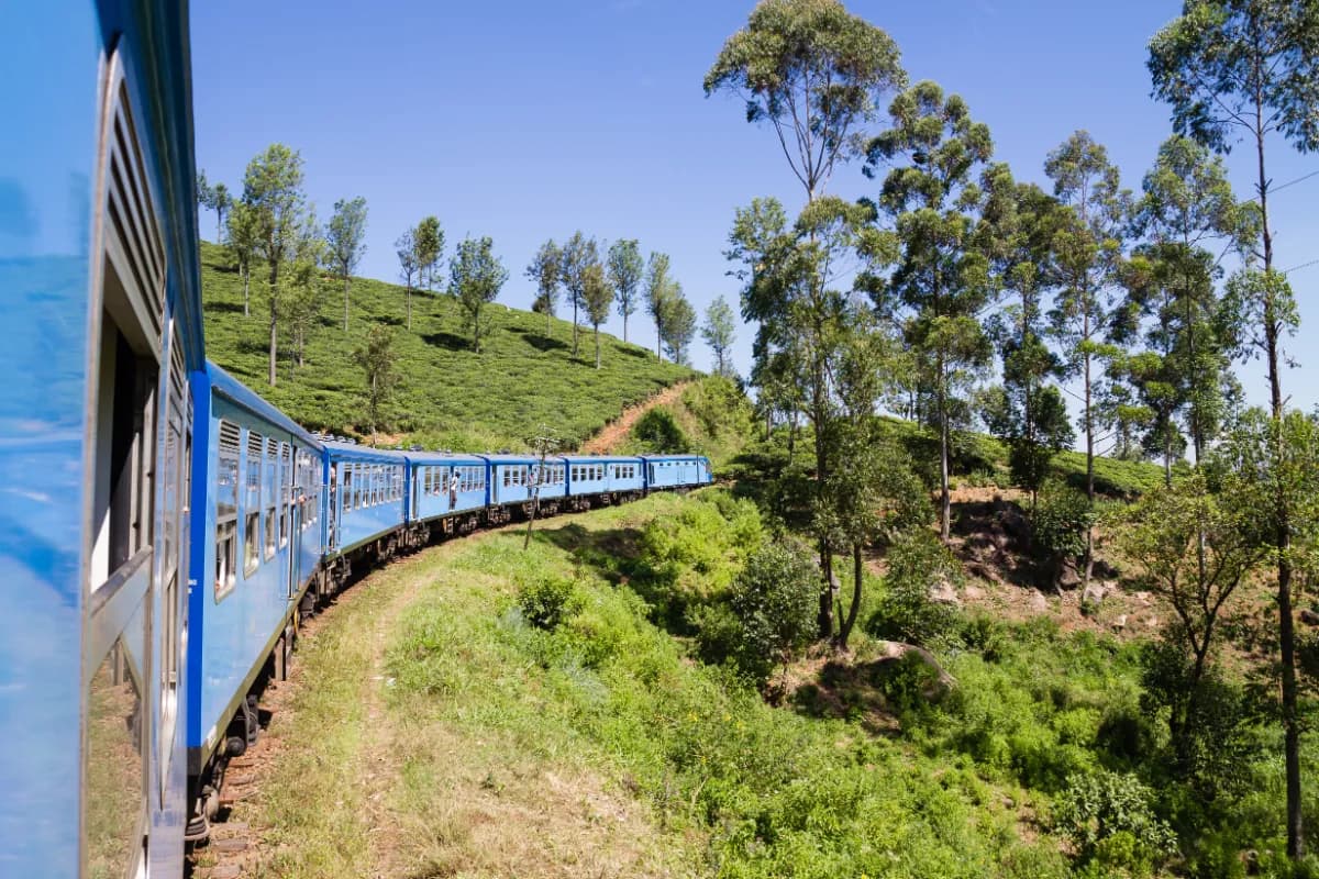 Tea estate train