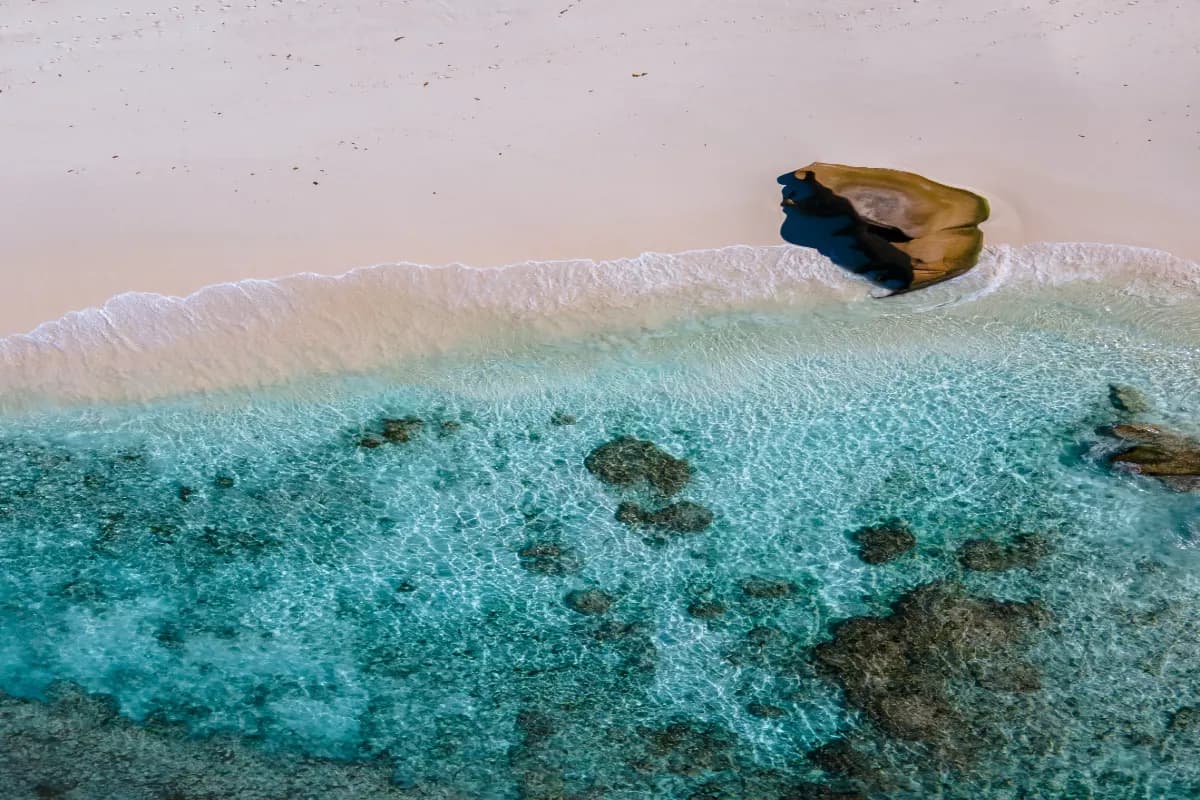 Bird Island