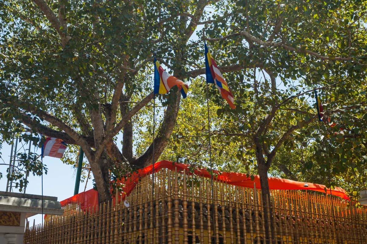 Jaya Sri Maha Bodhi